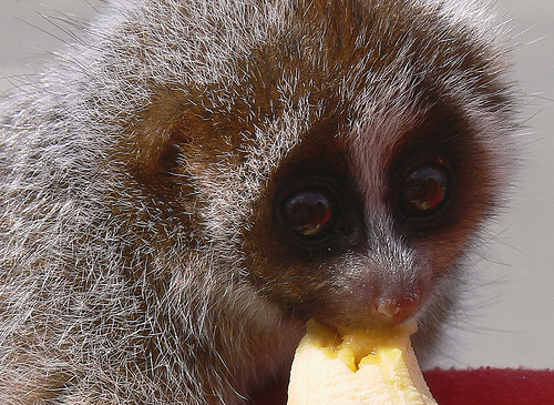 slow loris eating banana