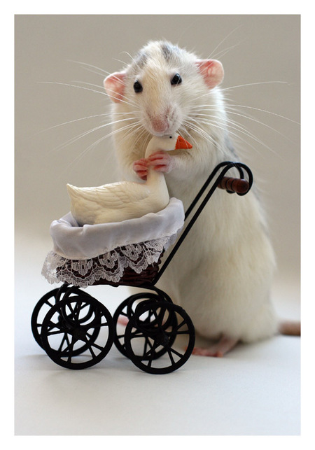 OMG, amazing: Rat Pictures - OMG.BLOG