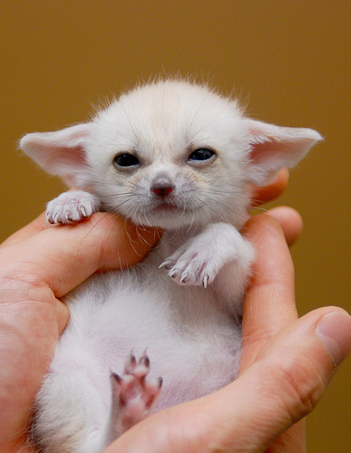 baby fennec foxes