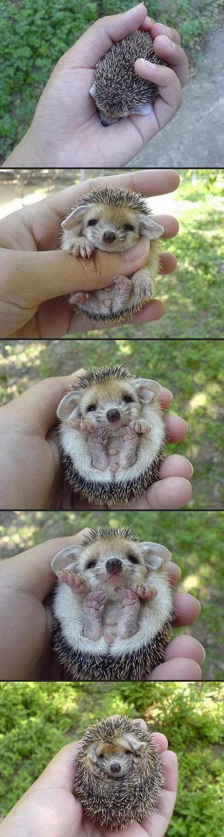 baby-hedgehog.jpg