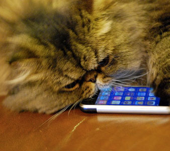 cat-iphone.jpg