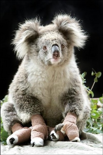 koala-cast.jpg