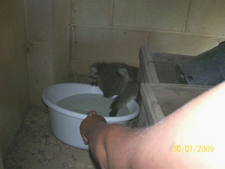 koala01.jpg