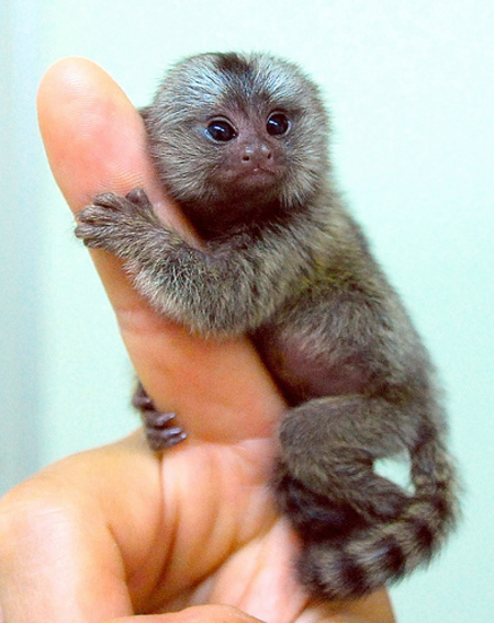 marmoset.png