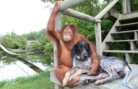 orangutan-dog-02.jpg