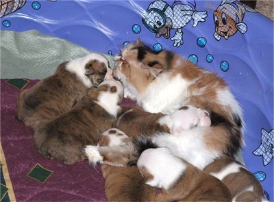 persian-bulldog-puppies.jpeg