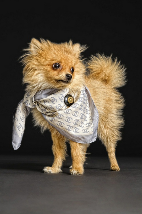 chanel-scarf-puppy.jpg