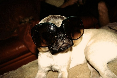 glasses-pug.jpg