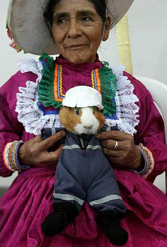 guineapigt.png