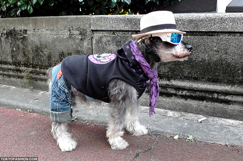 harajuku-dog.jpg
