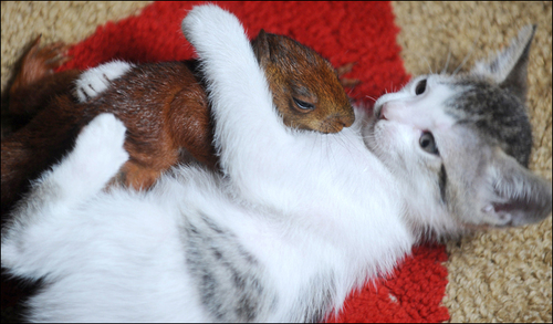 kittysquirrel.jpg