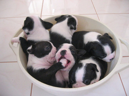 bowl-of-puppies.jpg