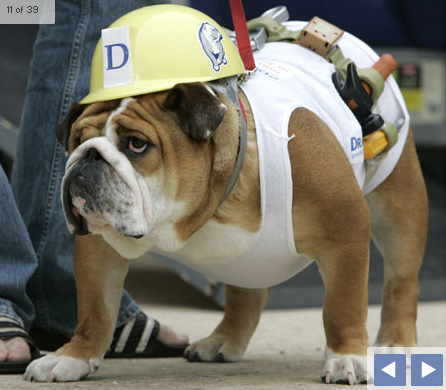 bulldog-halloween-01.jpg