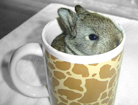 bunny-mug.jpg