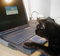 cat-computer.jpg