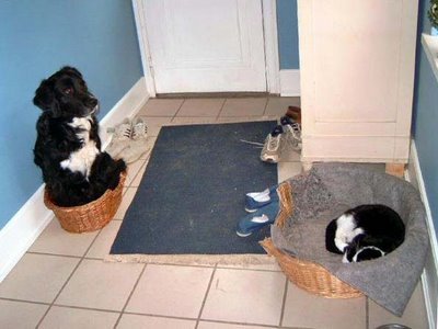 cat-dog-basket.jpg