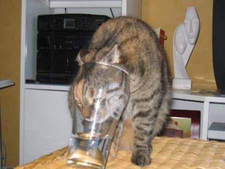 cat-glass.jpg