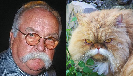 cat-wilford-brimley.jpg