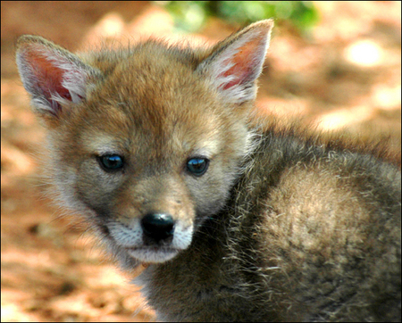 OMG, how cute: Charlie the Coyote - OMG.BLOG