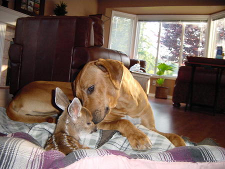 dog and fawn 2.jpg