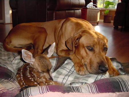 dog and fawn.jpg