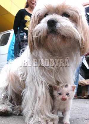 dog-and-kitten.jpg