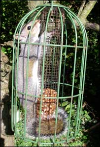 fat-squirrel-cage.jpg
