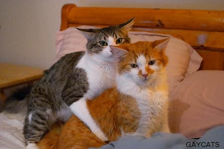 gay-cats.jpg