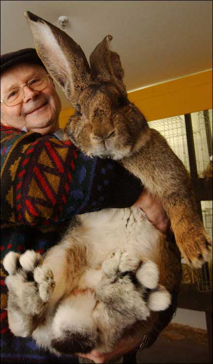 herman-giant-rabbit-01.jpg