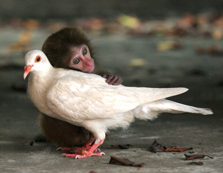 monkey-pigeon.jpg