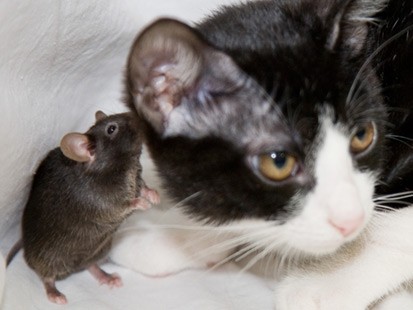 mouse-cat.jpg