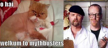 mythbustercat.jpg