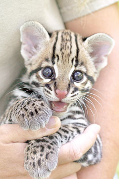 cute baby ocelots