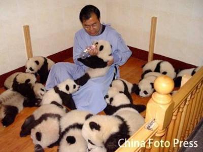 https://omg.blog/images/pandababies.jpg