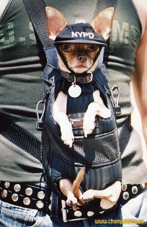 police-chihuahua.jpg