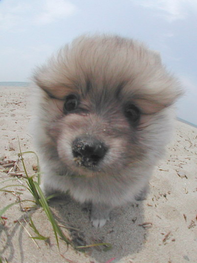 pomeranian-puppy01.jpg