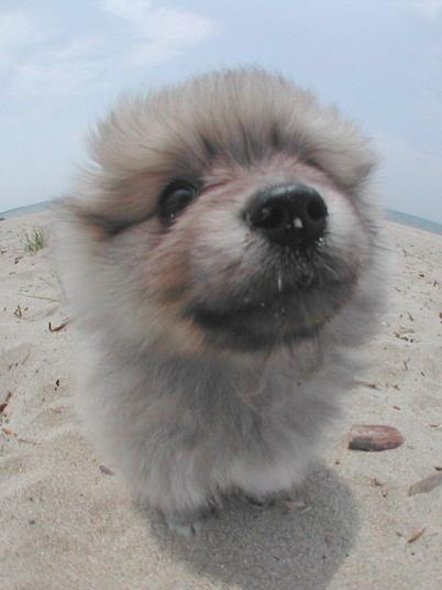 pomeranian-puppy02.jpg