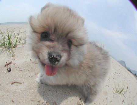 pomeranian-puppy03.jpg