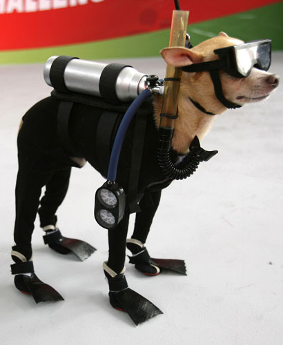 scuba-chi.jpg