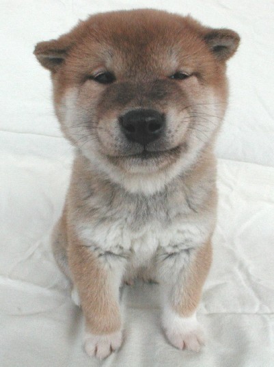 shiba-inu-puppy.jpg