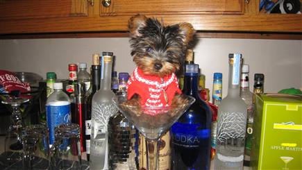 yorkie-tini.jpg