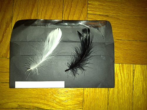 nina-sayers-feathers.jpg