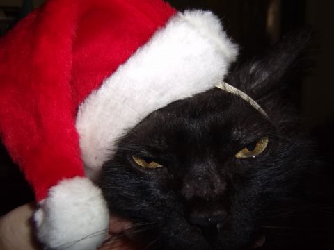 Santa_kitty2.JPG
