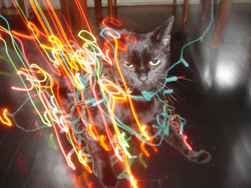 grappa-cat-christmas-lights.JPG