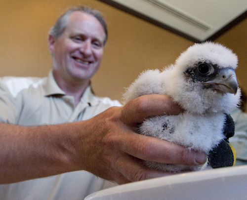 baby-falcon-chicks-toronto-02.jpg