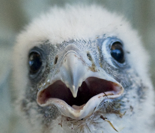 baby-falcon-chicks-toronto-04.jpg