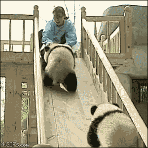 12 Cute Panda Animated GIFs Collection