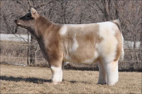 fluffy-cows.jpg