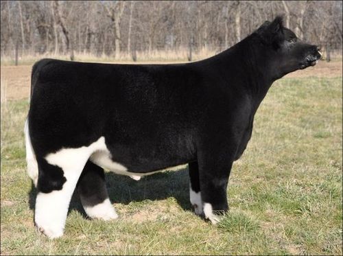 fluffy-cows3.jpg
