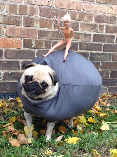 pug-wrecking-ball.jpg